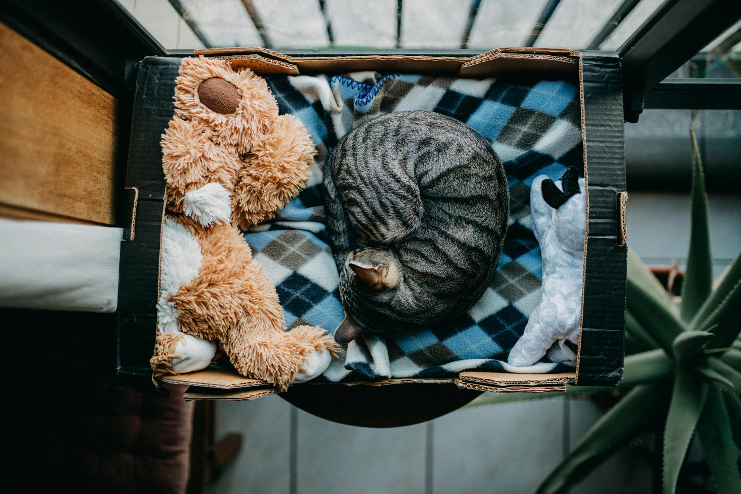 Pet Beds