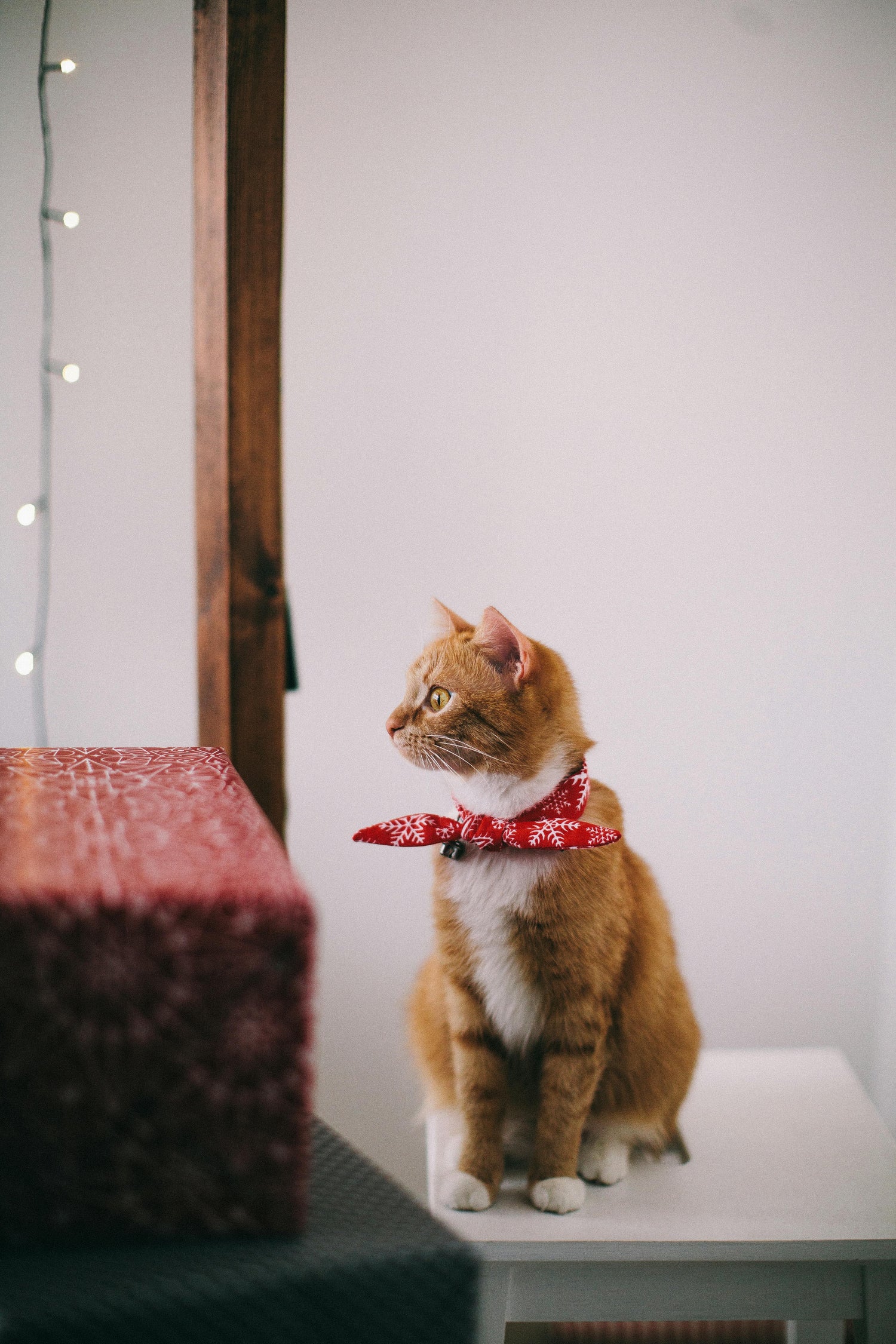 Pet Accessories
