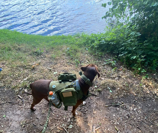 Military Large Dog Harness Collar Leash Bags Patches Set Pet Harnesses Accessories