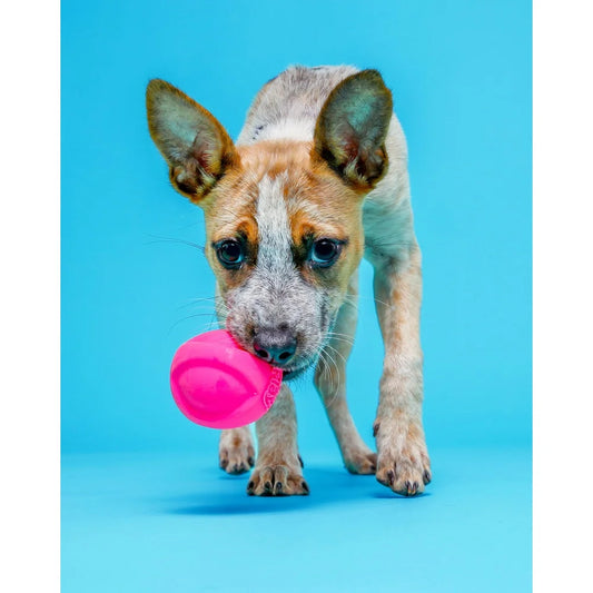 Dog Toy Set with Bacon Scent Squeaker